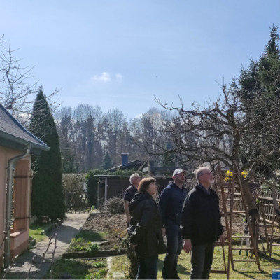 Bild Obstbaum