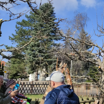 Bild Obstbaum