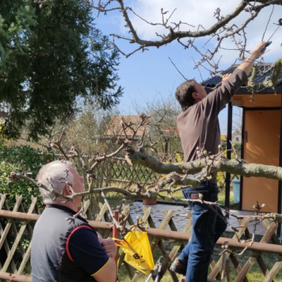 Bild Obstbaum