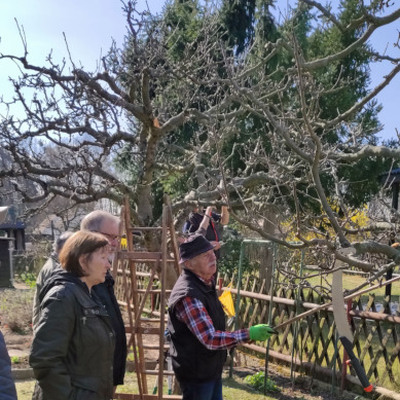 Bild Obstbaum